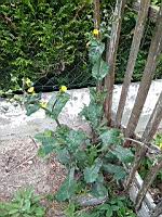 Laiteron rude, Sonchus asper (4)